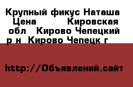 Крупный фикус Наташа › Цена ­ 900 - Кировская обл., Кирово-Чепецкий р-н, Кирово-Чепецк г.  »    